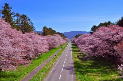 二十間道路桜並木