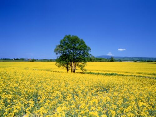 たきかわ菜の花畑